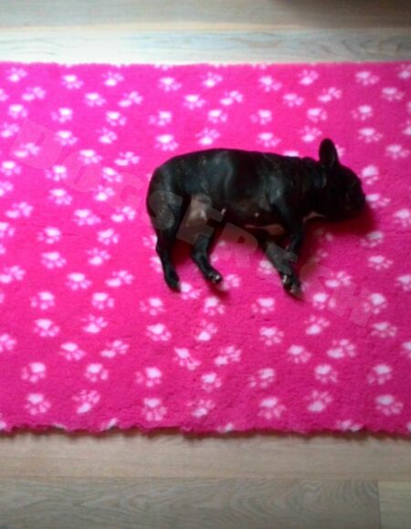 Vetbed ROZE NOUVEAU