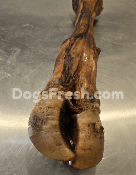 Tibia de Boeuf XXL Déshydraté NOUVEAU