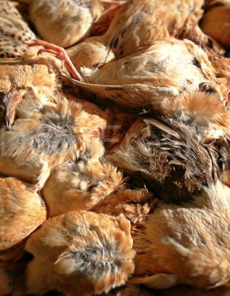 CARTON CAILLES PLUMES 6 kg NOUVEAU !