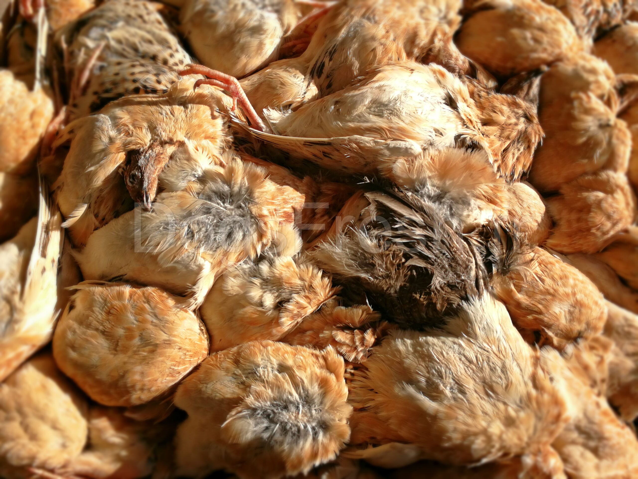 CARTON CAILLES PLUMES 6 kg NOUVEAU !