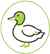 Canard