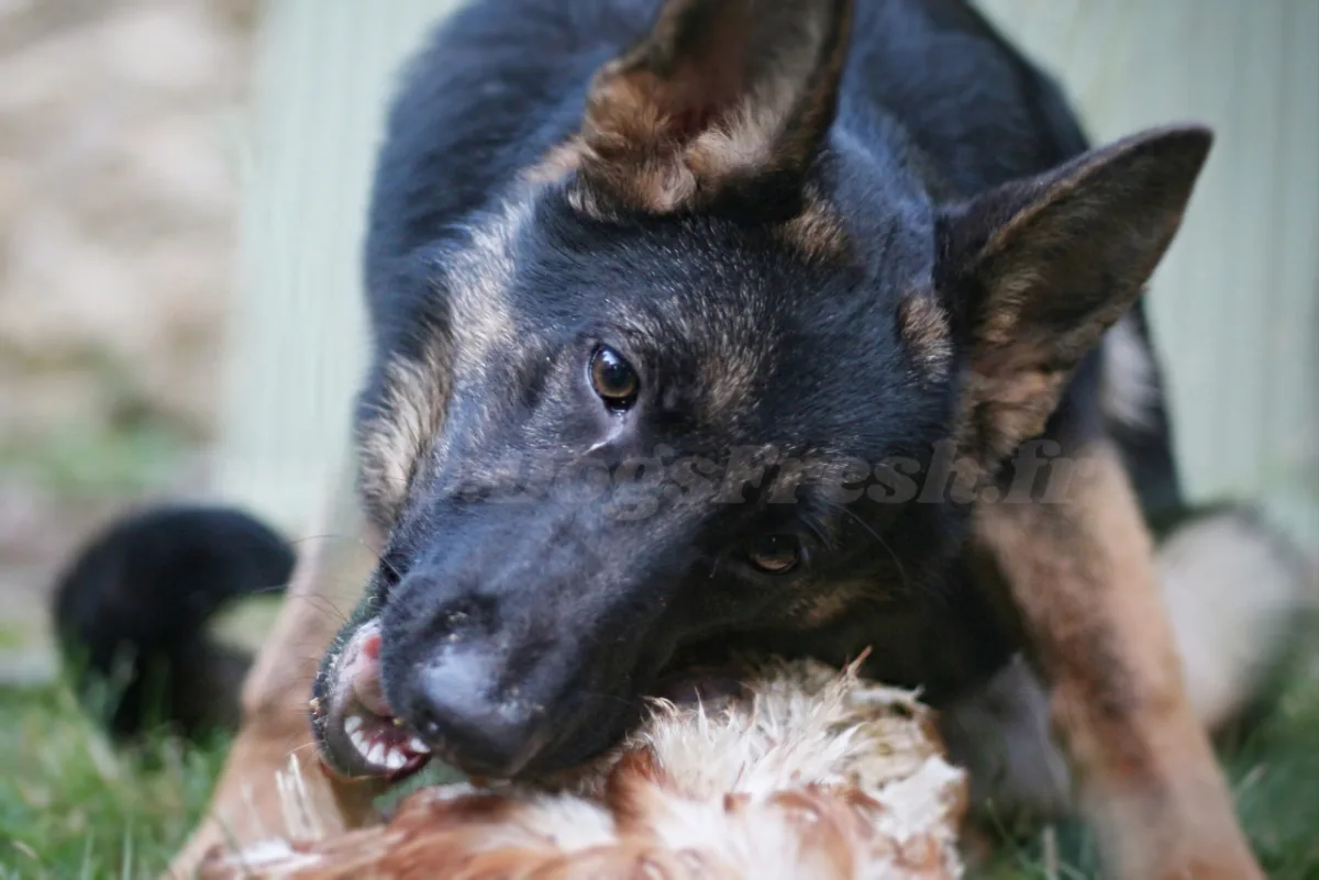 Un berger allemand savoure son repas BARF